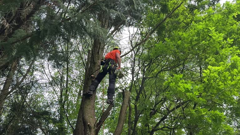 How Our Tree Care Process Works  in  Mcgehee, AR